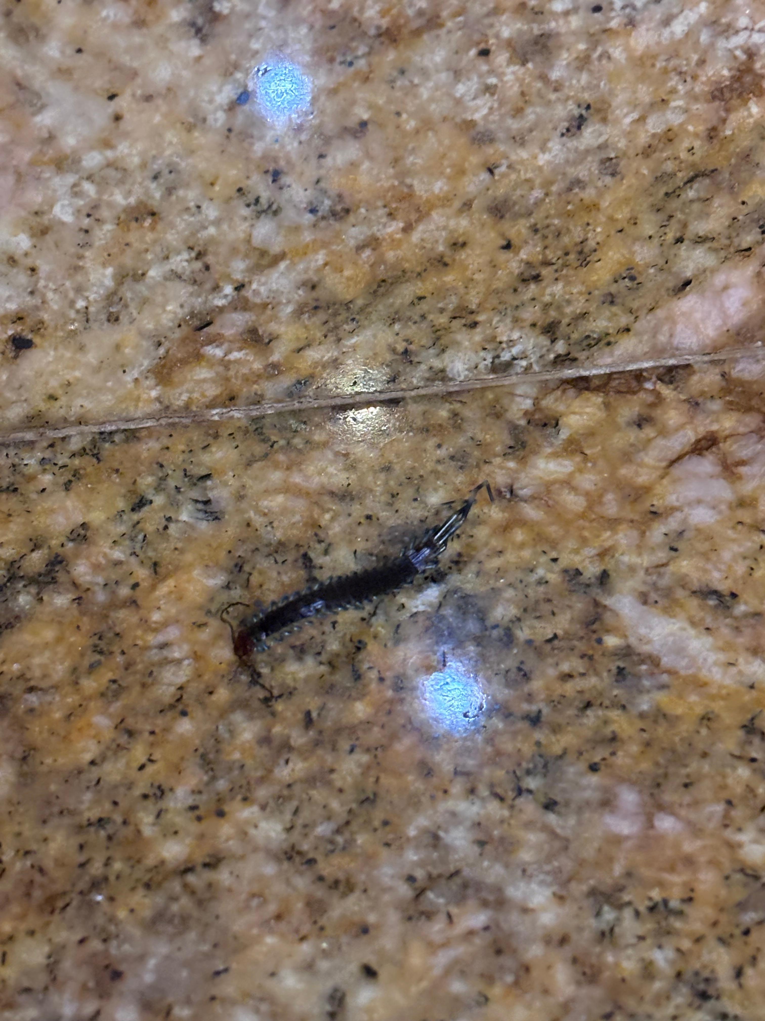 Dead centipede that I found on the kitchen counter as soon as we arrived. 