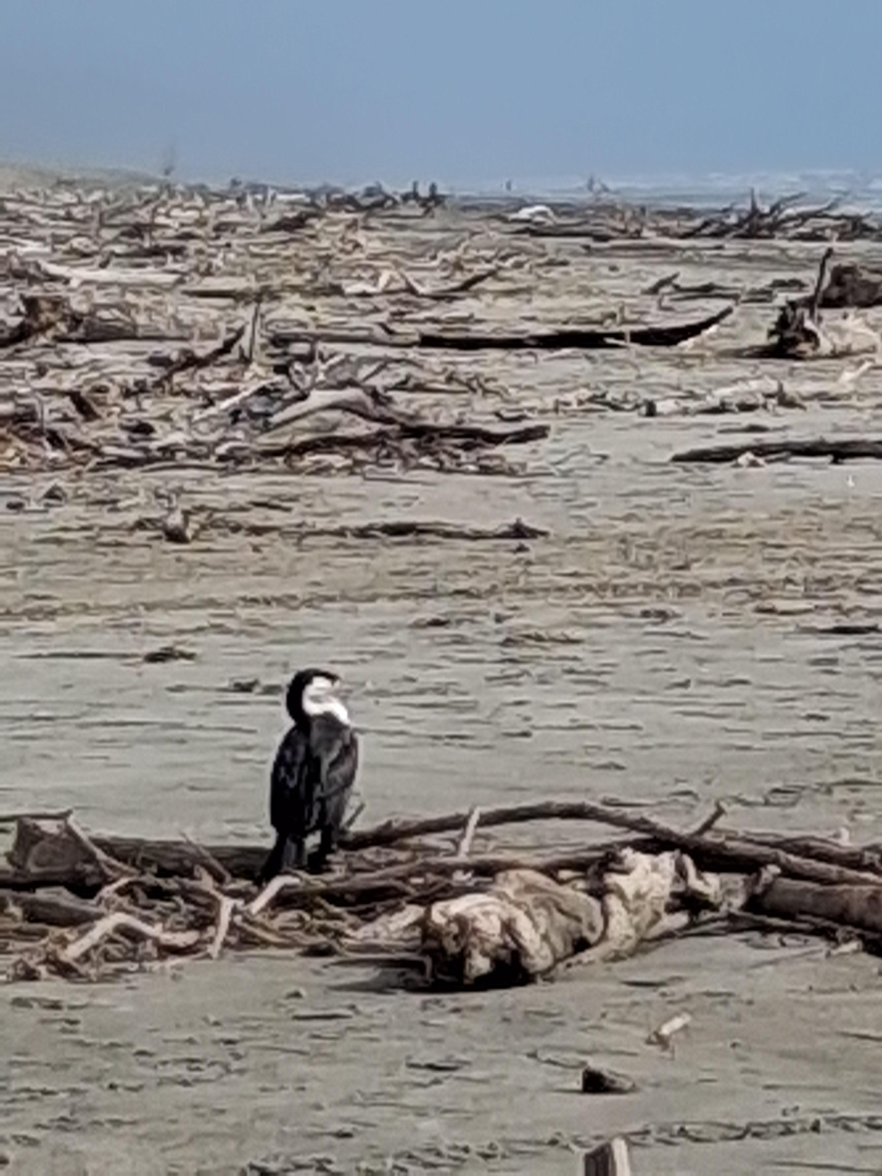 Mid week stay meant we had the beach to ourselves