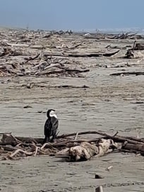 Mid week stay meant we had the beach to ourselves