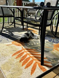 Our dog’s favorite spot.