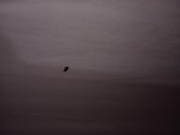 Bed bug