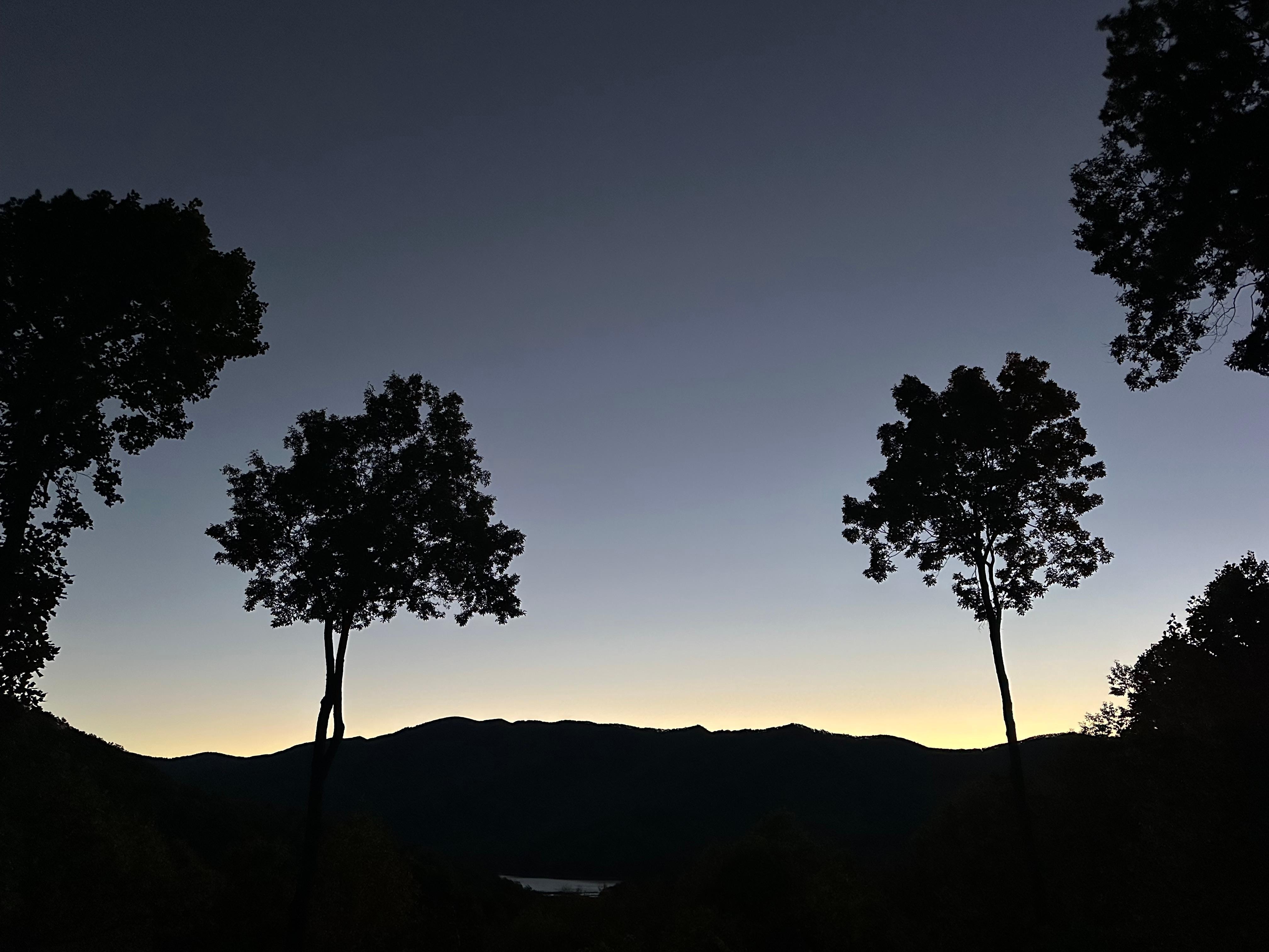 Look like palm trees…lol