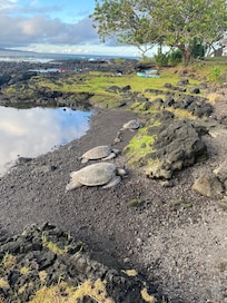 Across the street from the house.