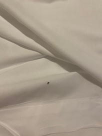 Un bichito, supongo que entró por la ventana abierta que había al llegar… a 40 grados. Tuvimos que poner el aire a tope.