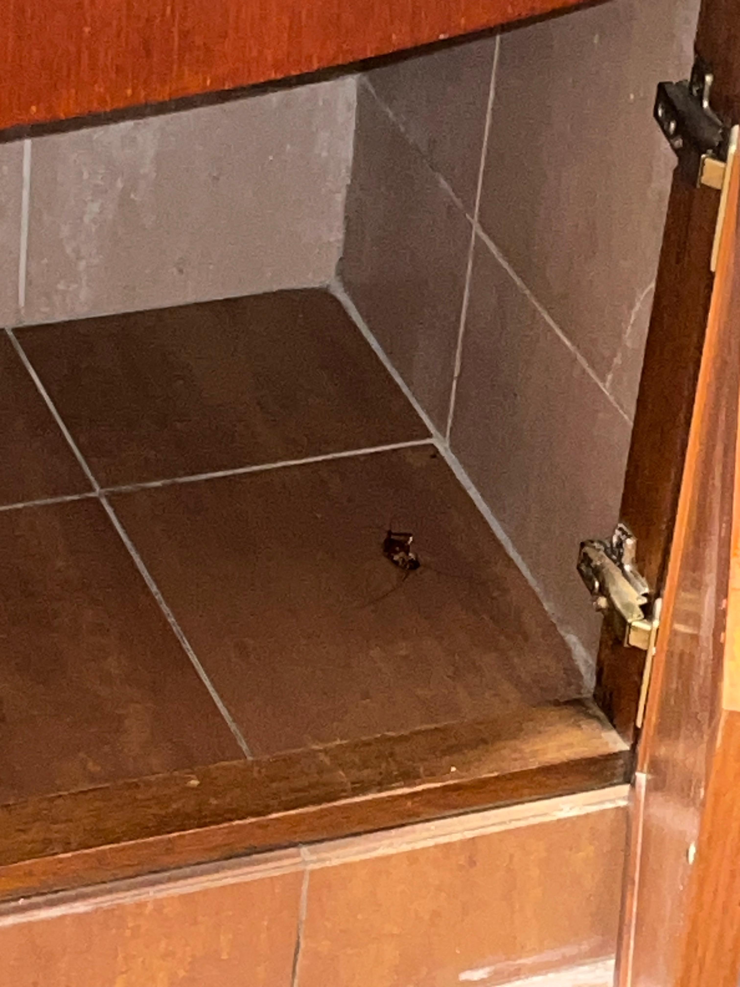 Dead cockroach the day of checkin