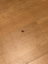 2nd roach i seen