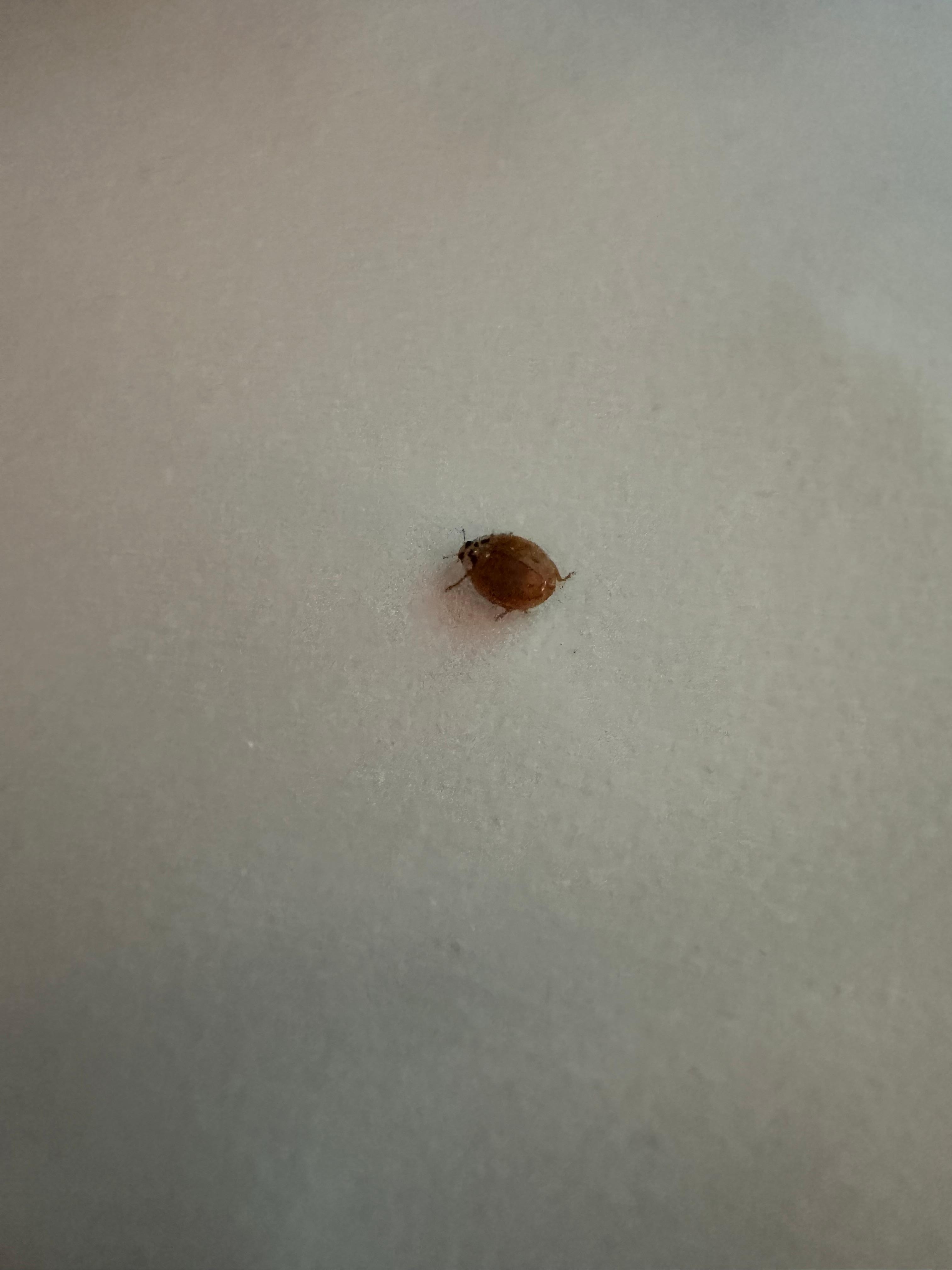 The bug that was found on the pillow.