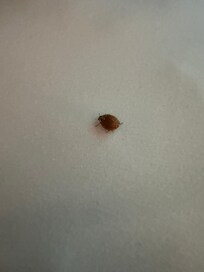 The bug that was found on the pillow.