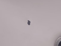 Dead roaches