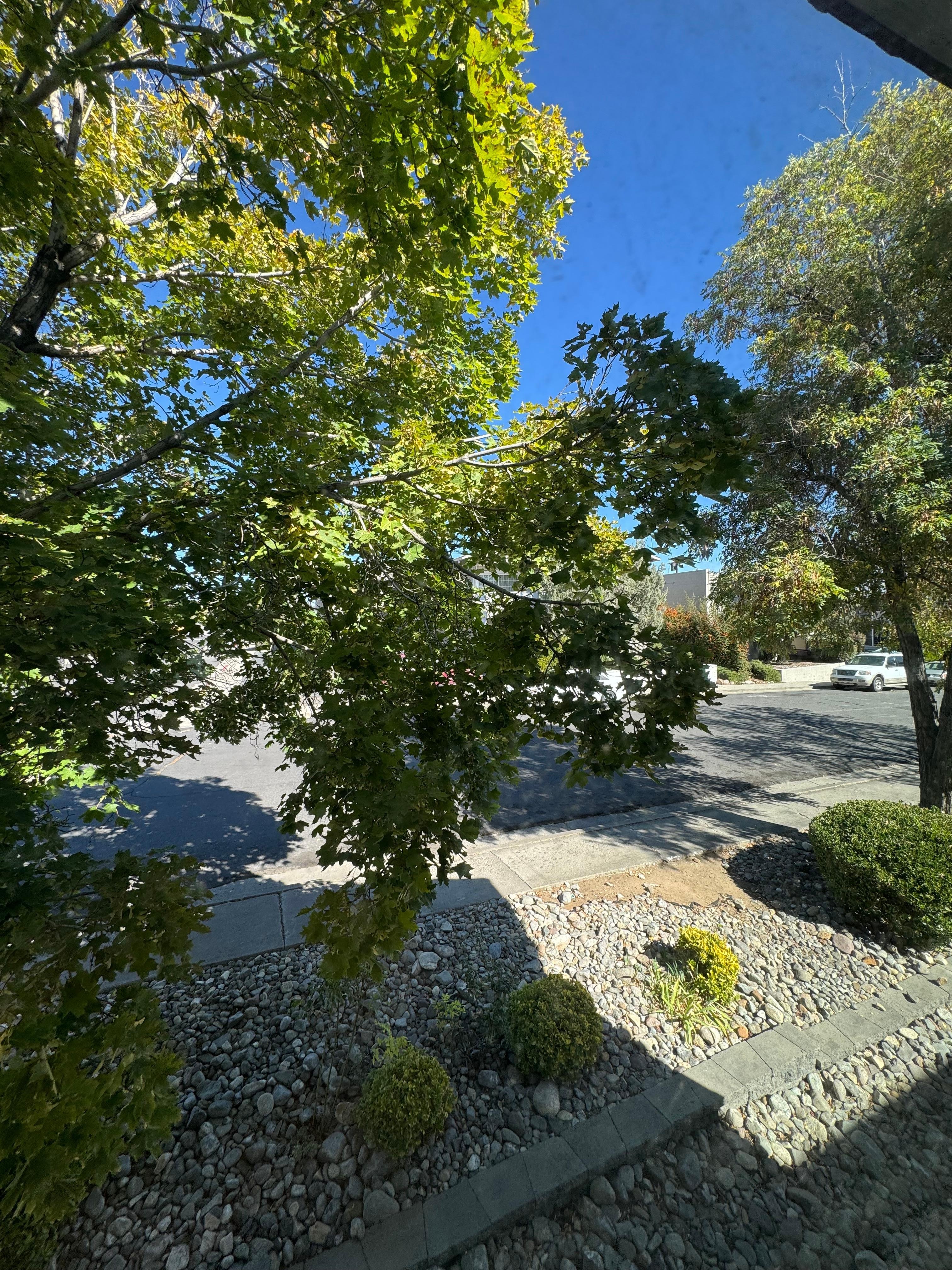 Living room window view