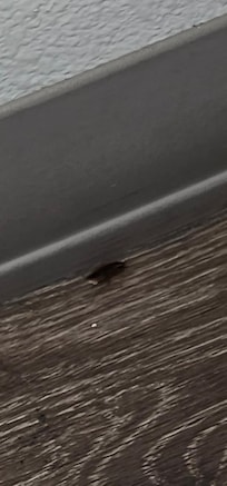I saw approx 8 roaches during my stay that were coming in & out from the cracks between the floor and the walls. They were large gaps.
