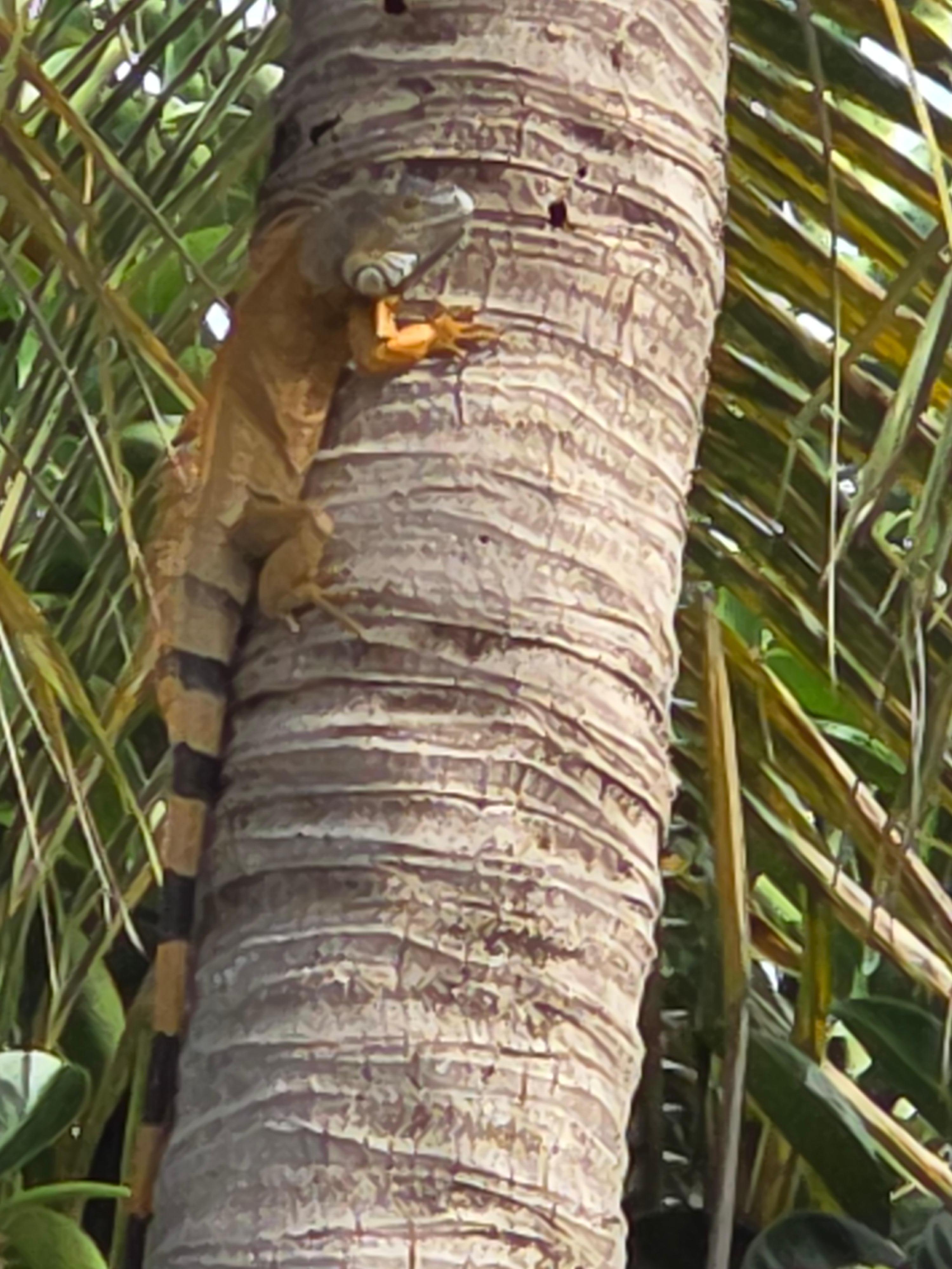 Harmless iguana.  See them most days. Really feels tropical. 