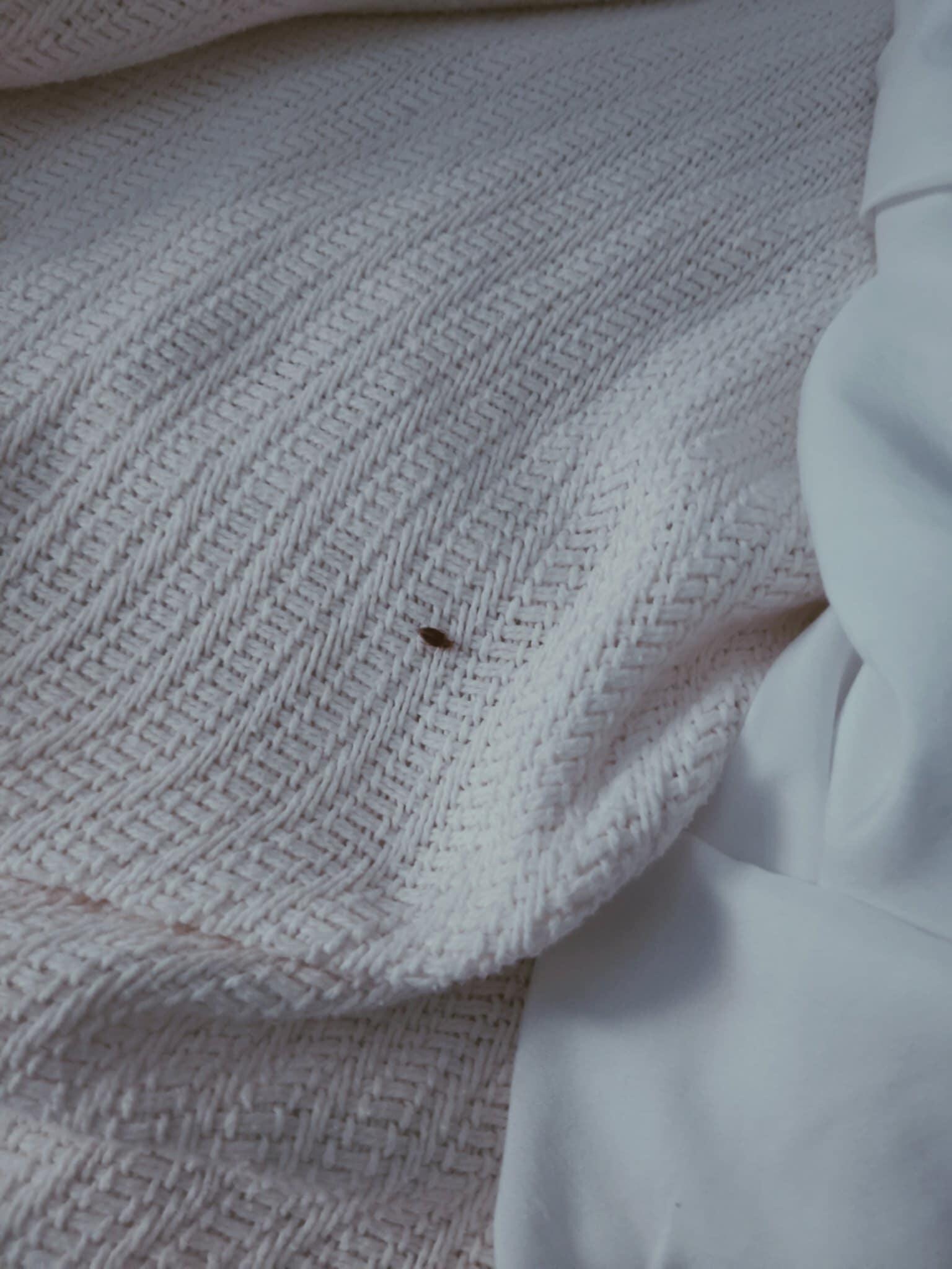 Bed Bugs 