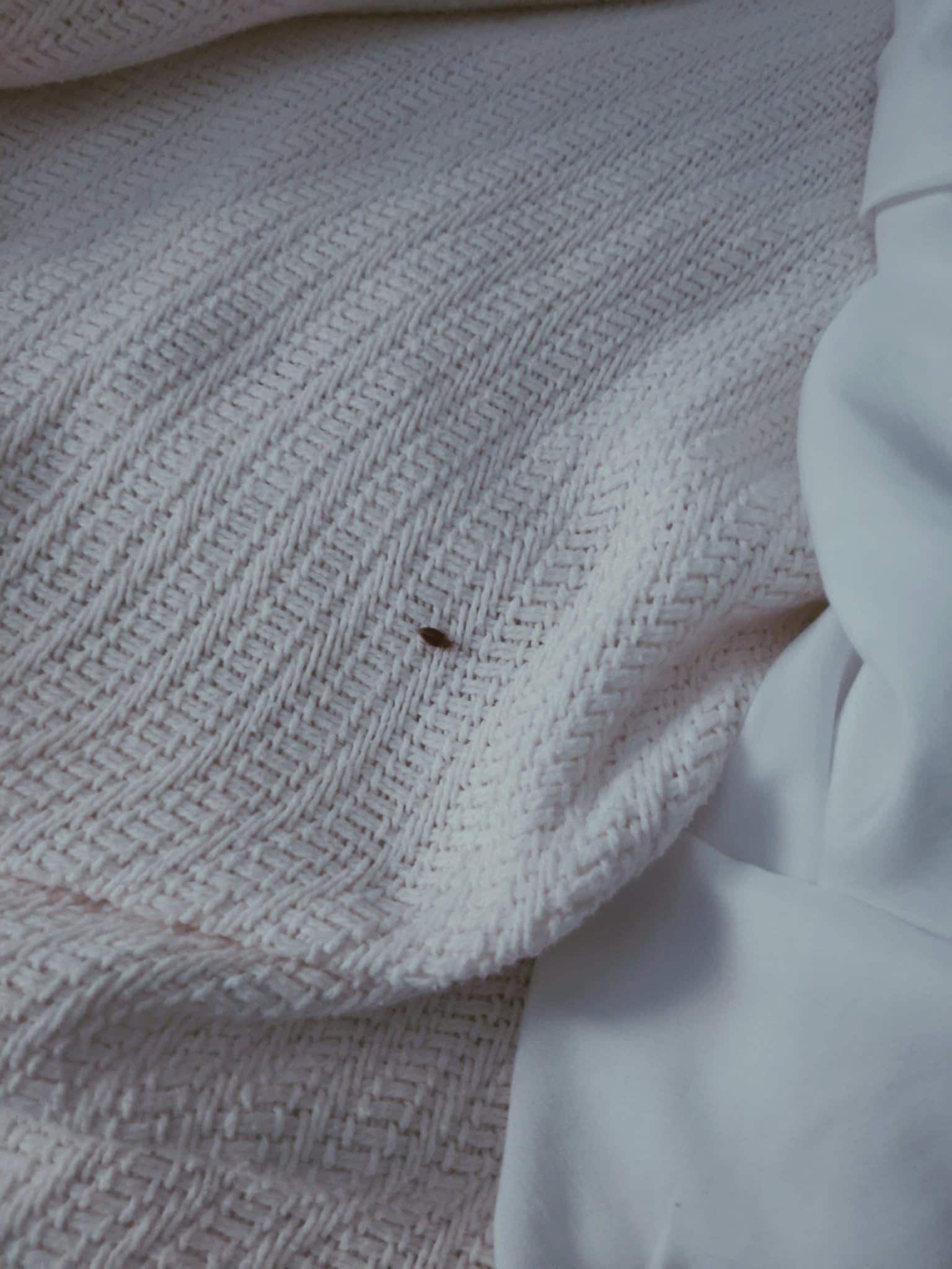 Bed Bugs