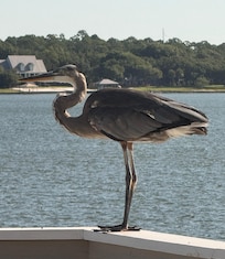 Heron on deck!