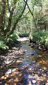 The stream near the cabin
