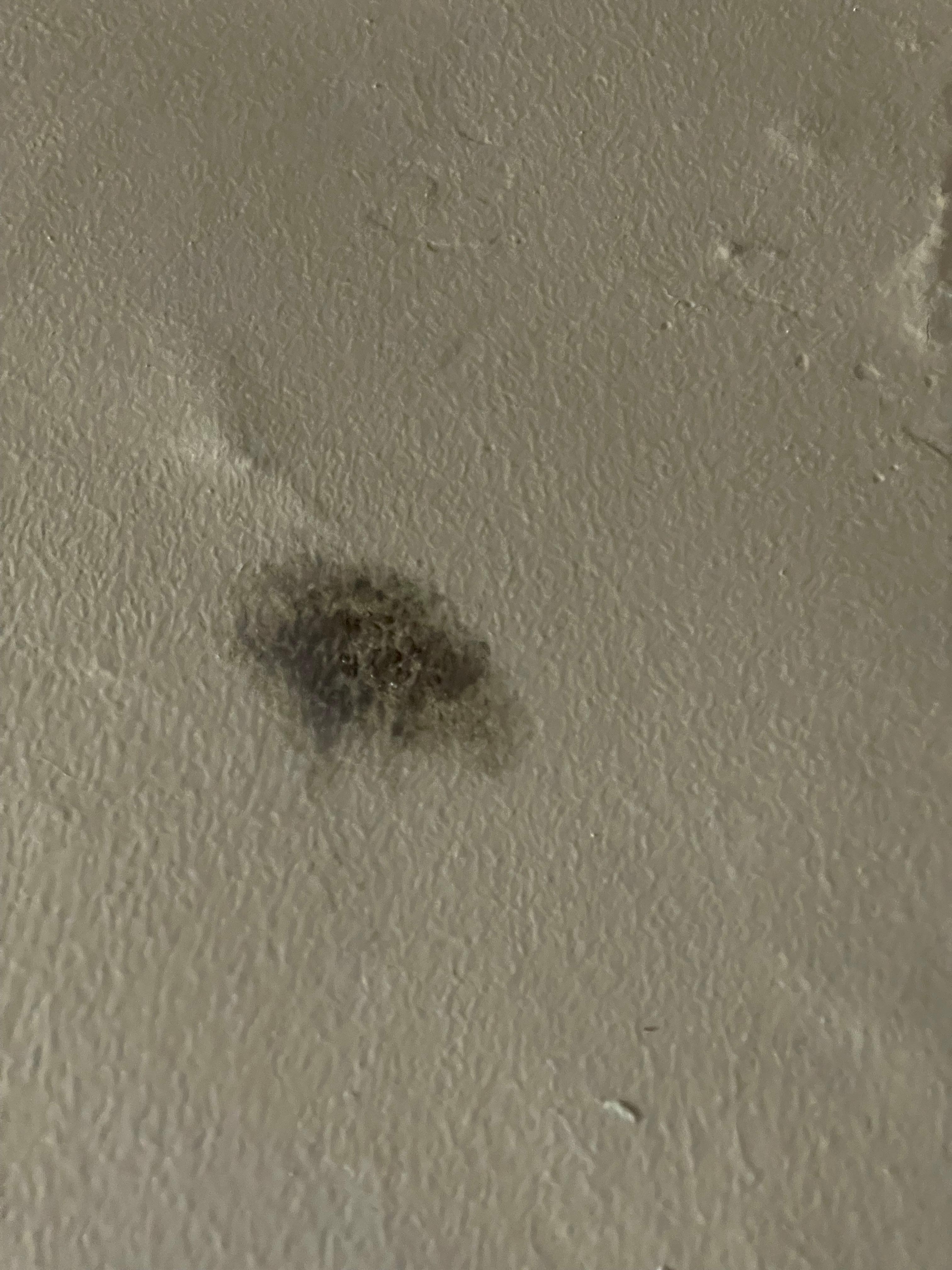 Mold on wall of Room 8b