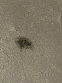 Mold on wall of Room 8b