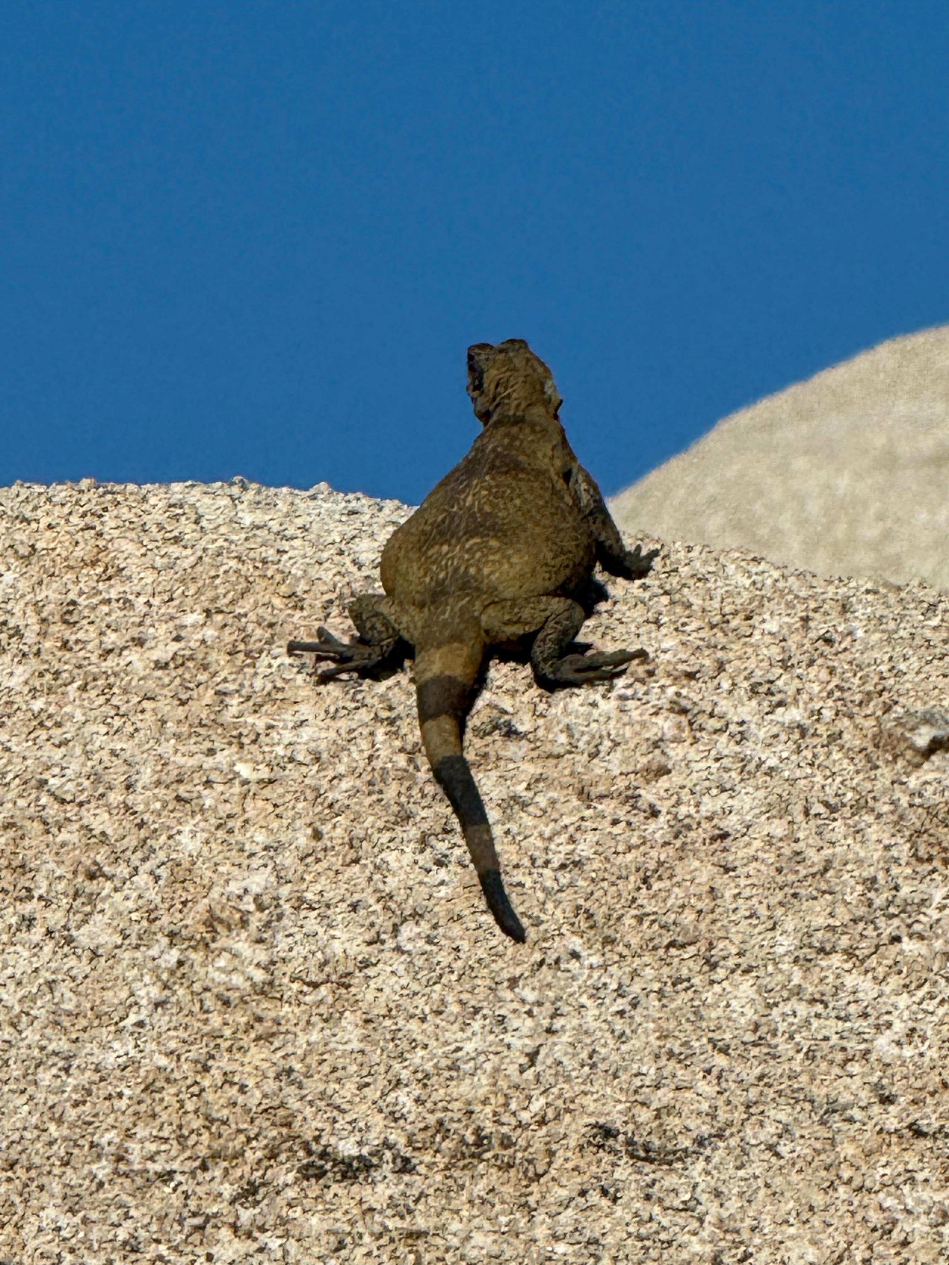 Sunbathing on the rocks in the back yard