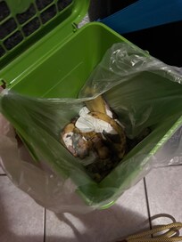 Biomüll vom Vormieter. Müll hat bereits angefangen zu schimmeln.