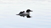 Loon and baby on Connecticut Lake One - view from the dock