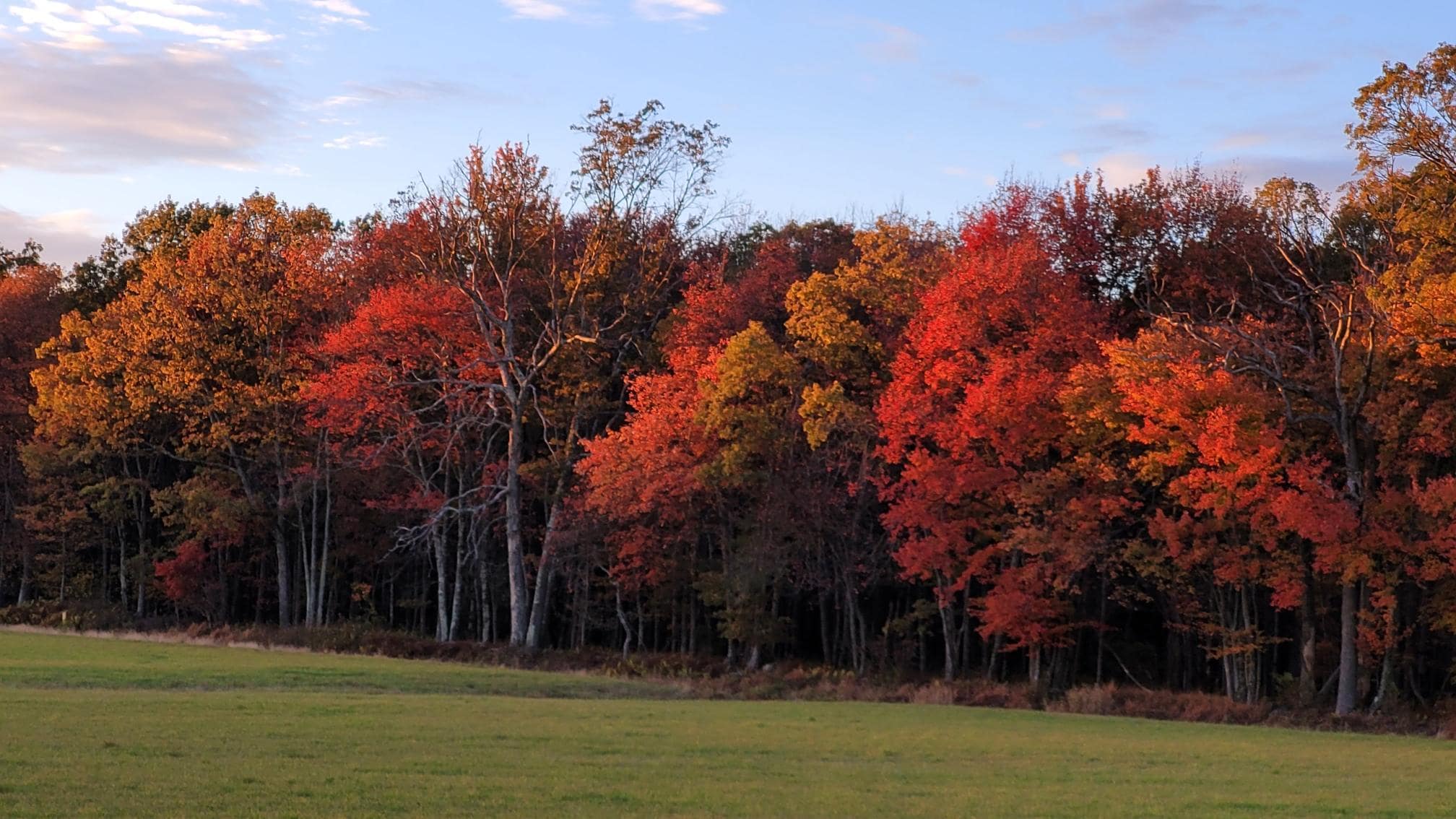 Fall foliage leaf peeping
