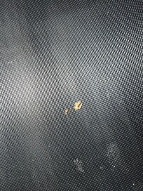 Roaches and roach droppings on furniture