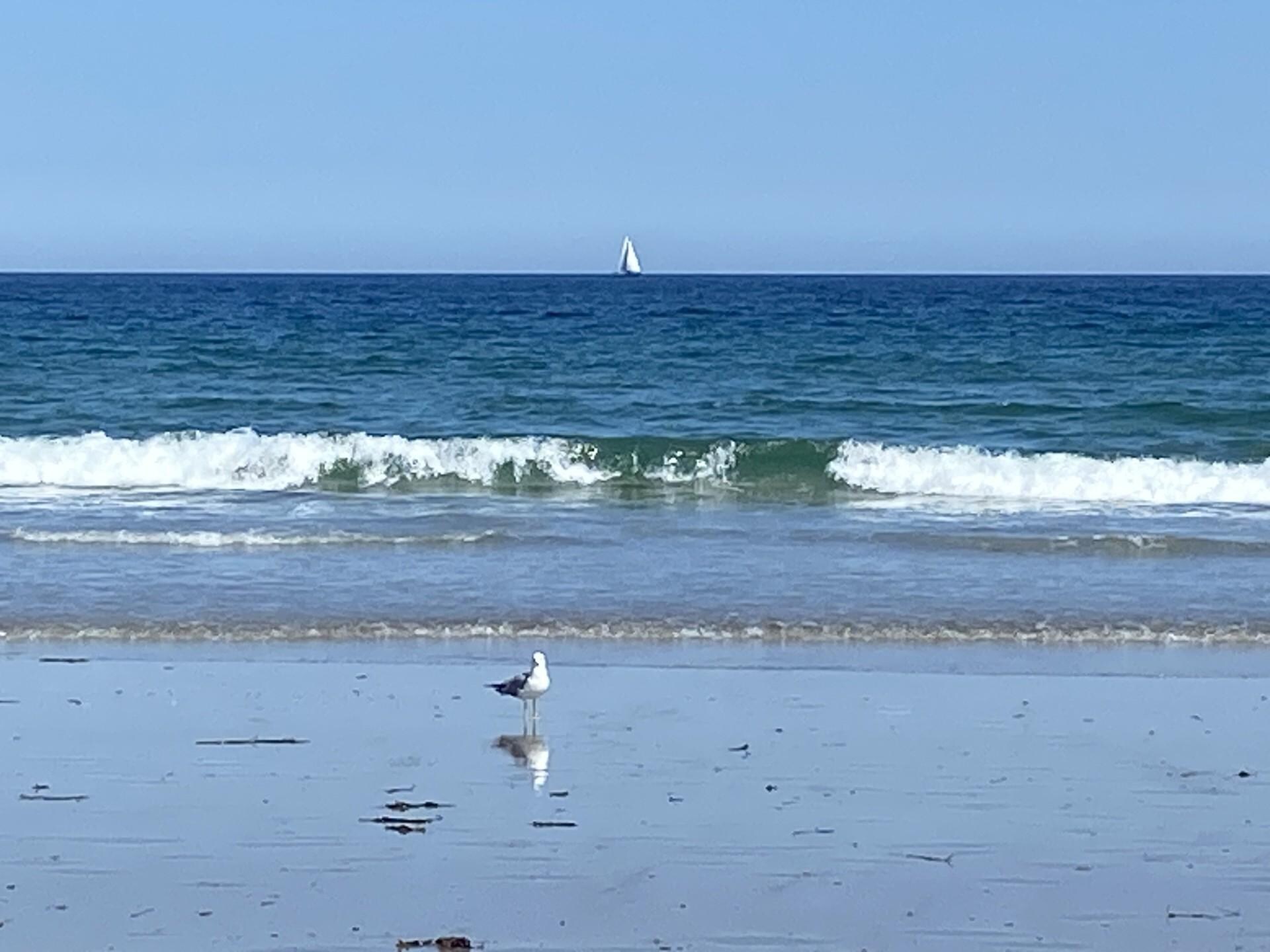 Seagull on nearby Wells Beach