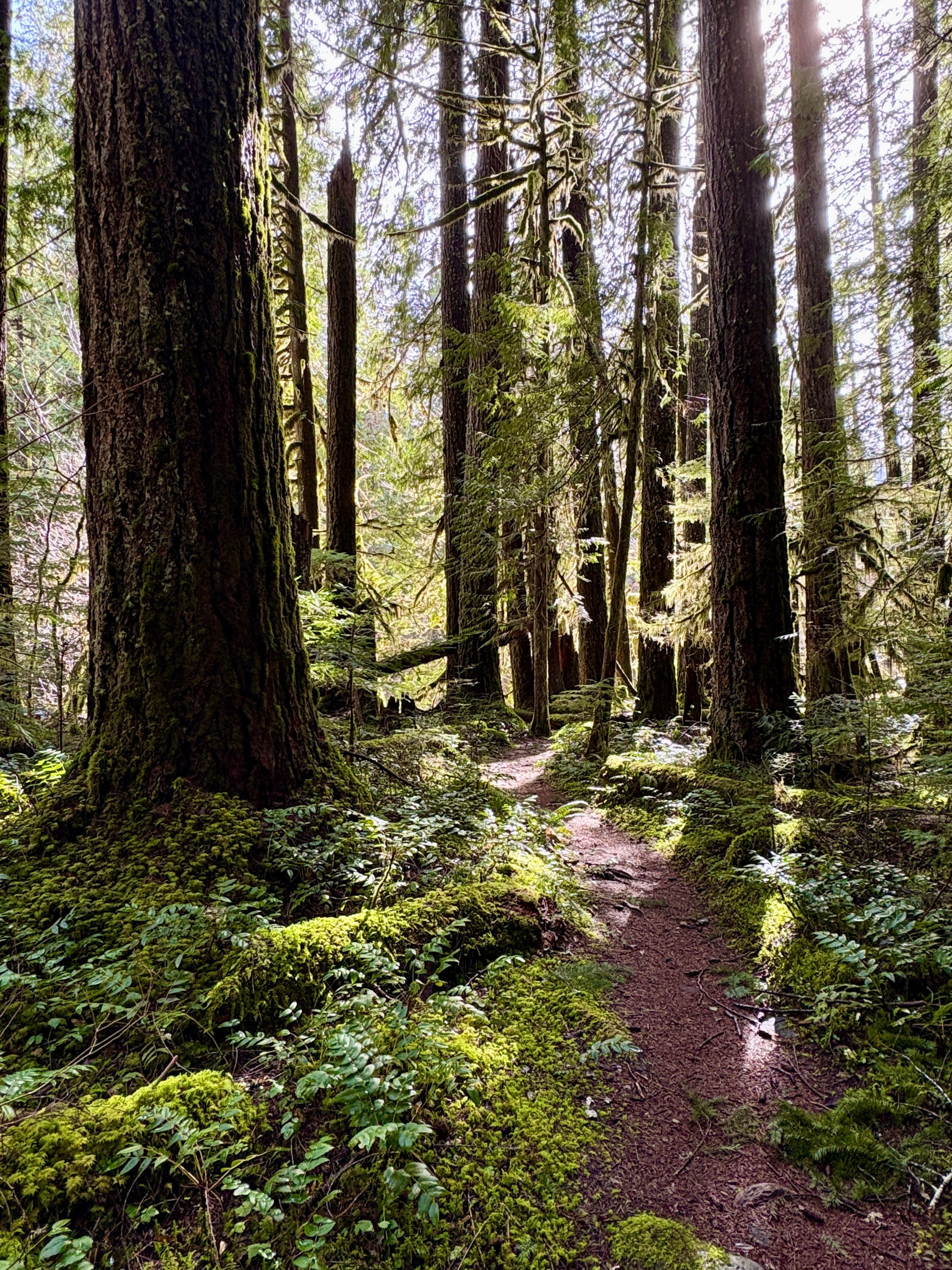 McKenzie River Trail