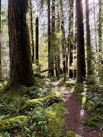 McKenzie River Trail