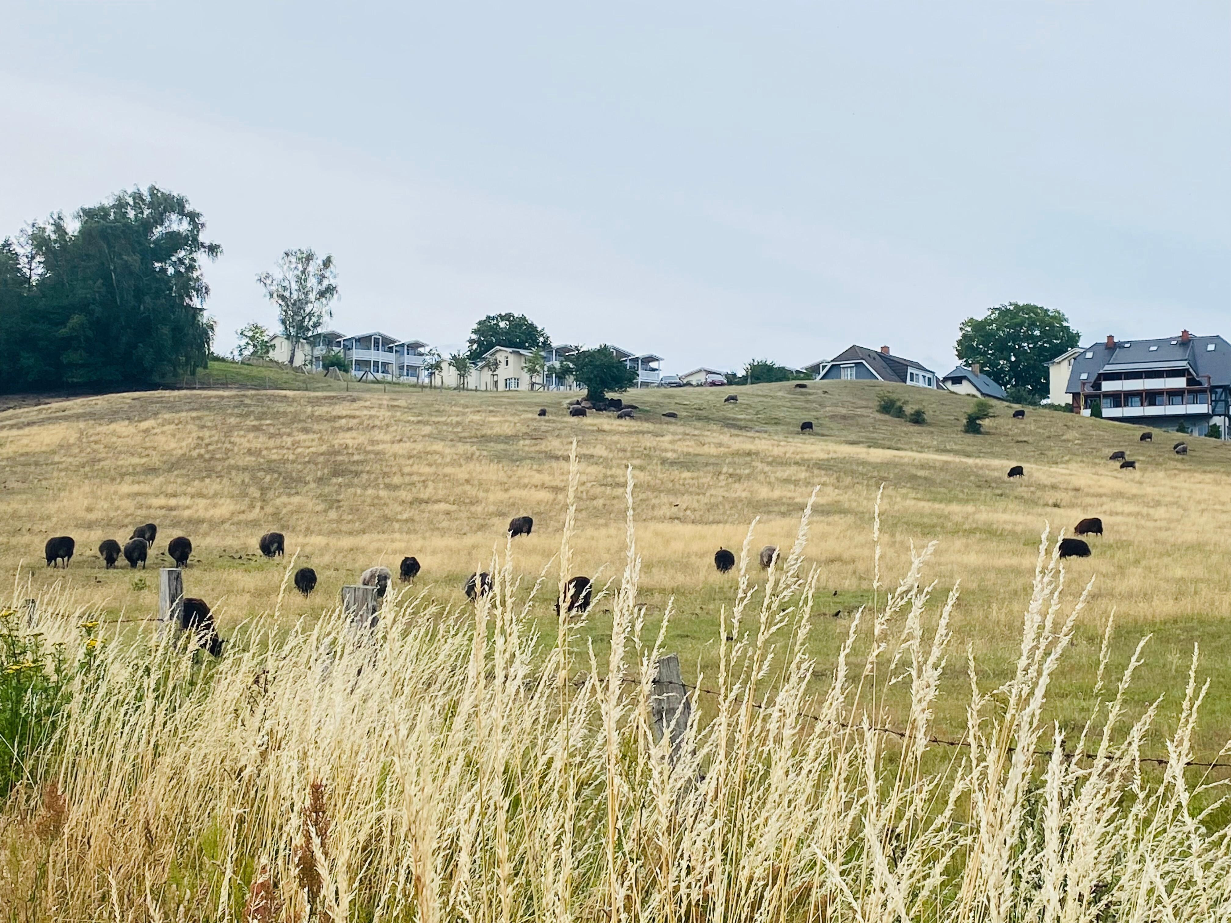 1 Weg zum Strand, hinterm Haus sollte man unbedingt gemacht haben 😊