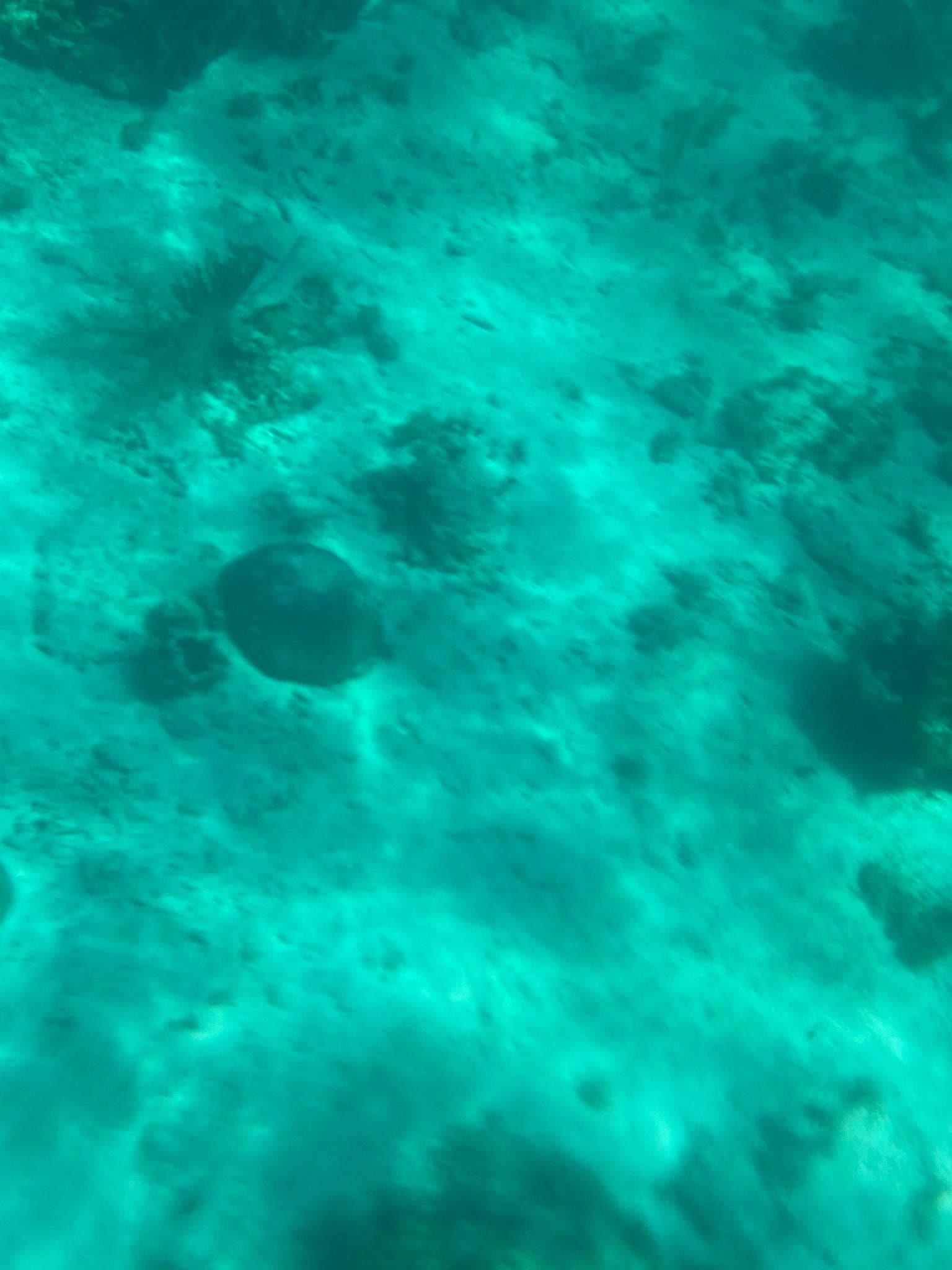 Snorkeling