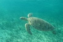 Swim with the turtles at Smiths Reef