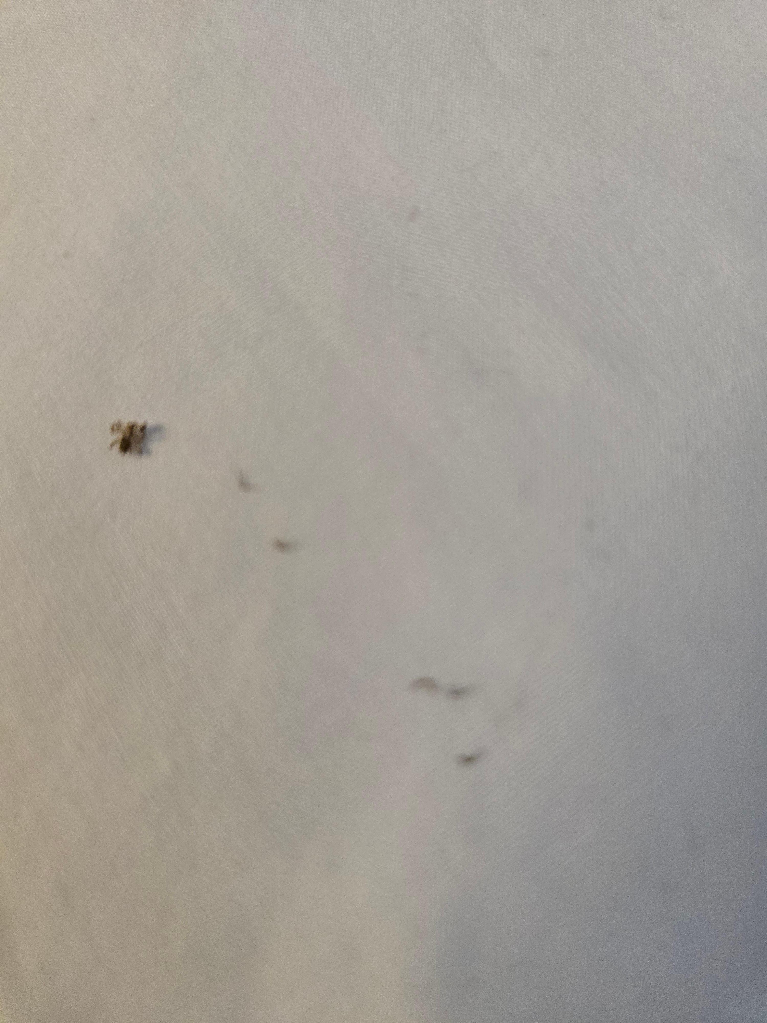 Bug found in the morning 