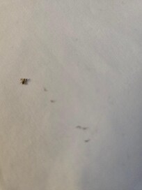 Bug found in the morning