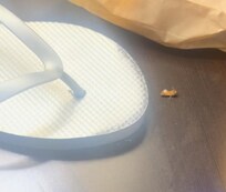 Roach that was crawling in the table. We had to kill it with a shoe. (First day we checked in).
