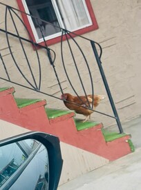 Chicken obstructing staircase to room