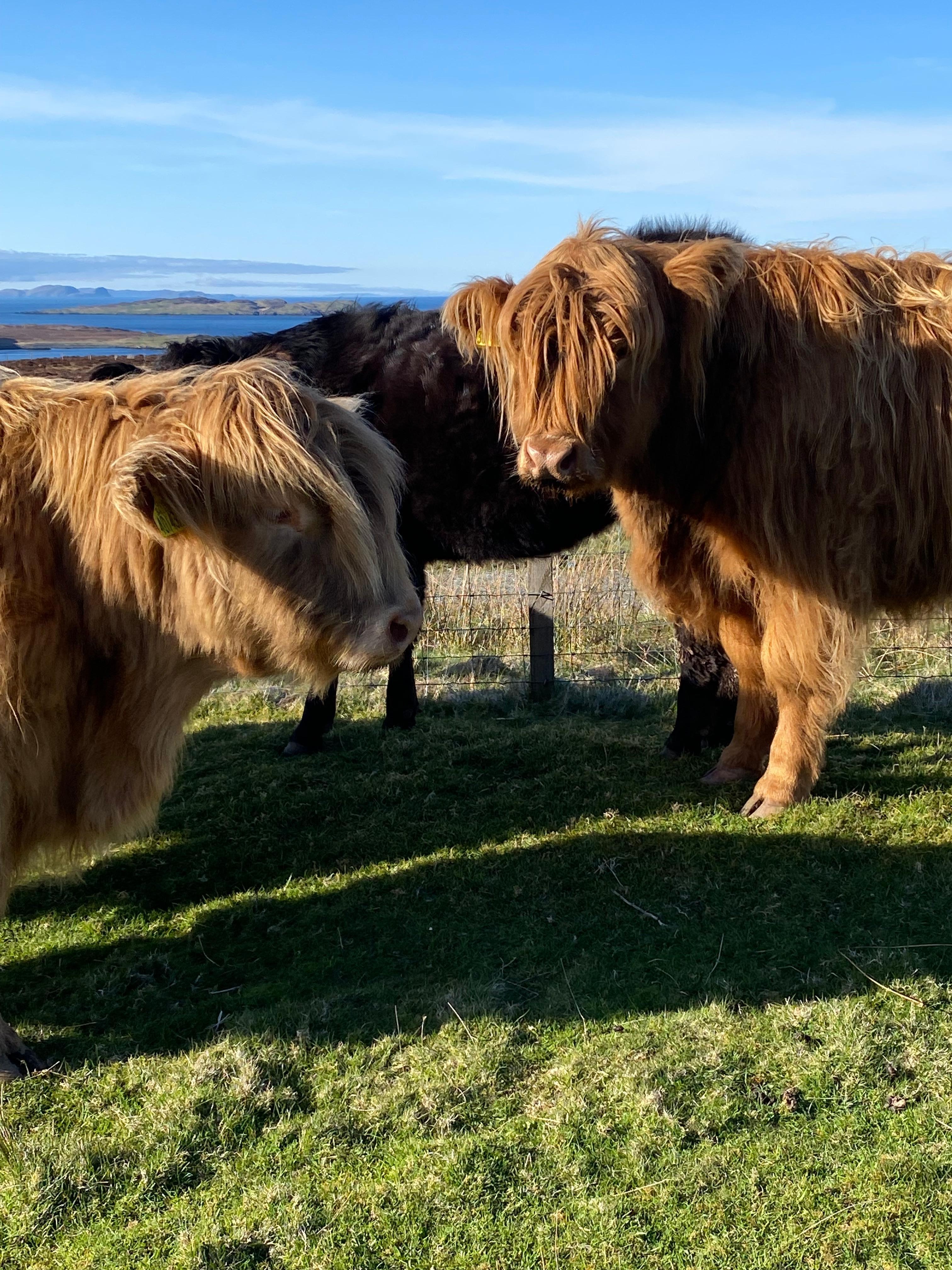 Highland coos up the road & friendly too! 
