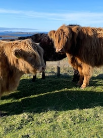 Highland coos up the road & friendly too!