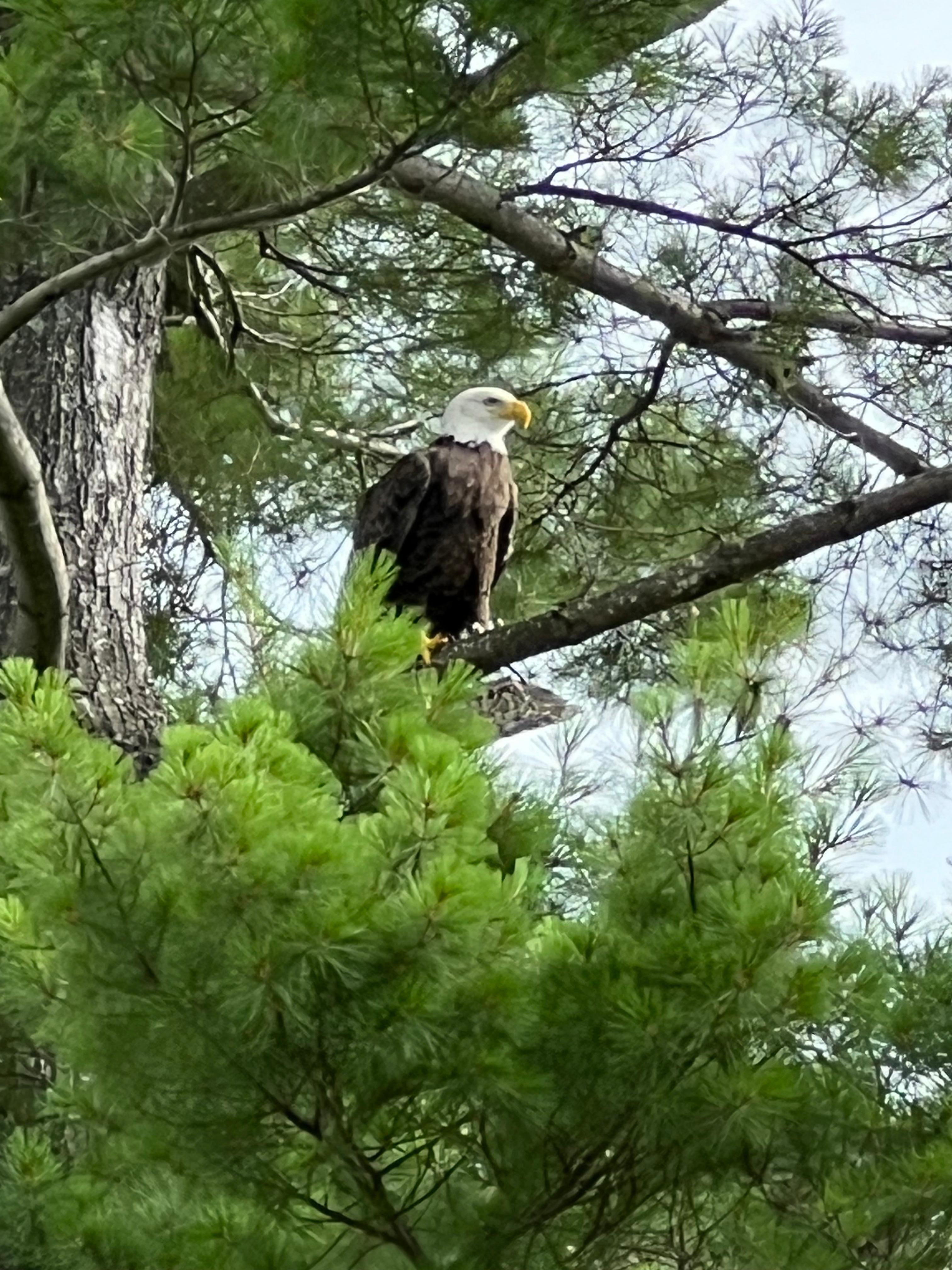 Eagle has just swooped down to get a dead fish from the water and was eating it near us