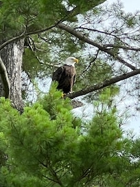Eagle has just swooped down to get a dead fish from the water and was eating it near us