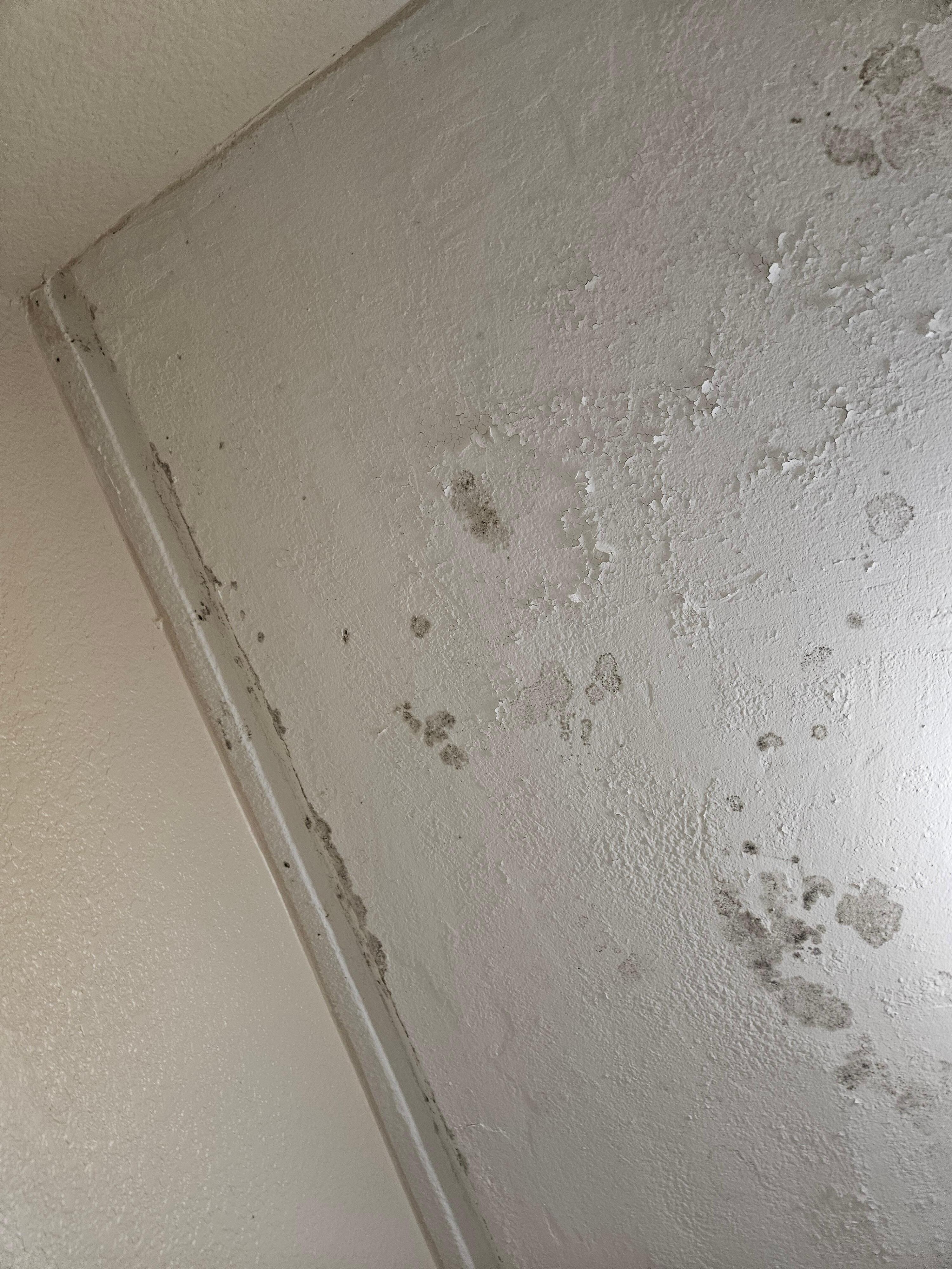 Moldy ceiling