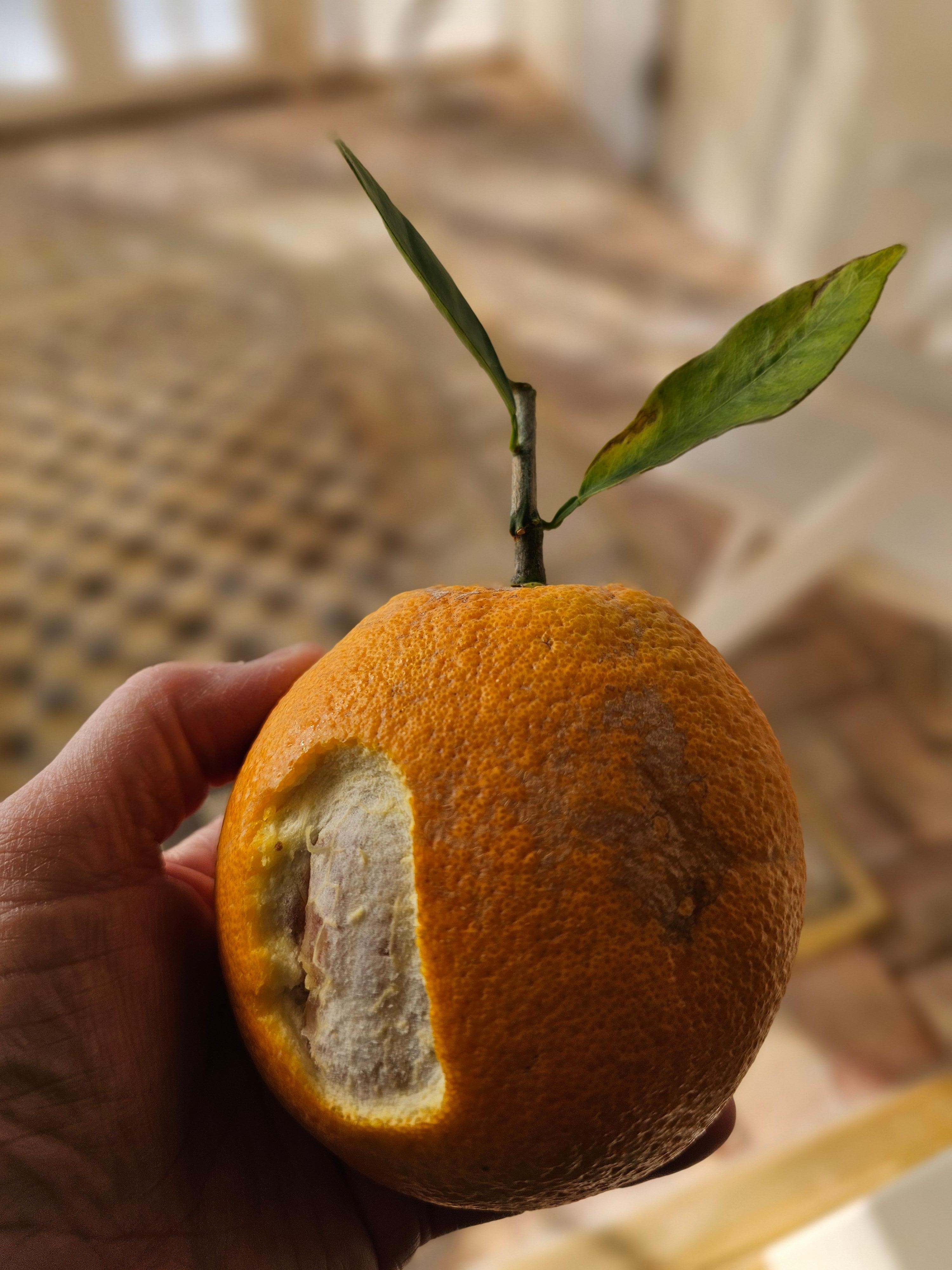 Fresh oranges available from the on property trees.