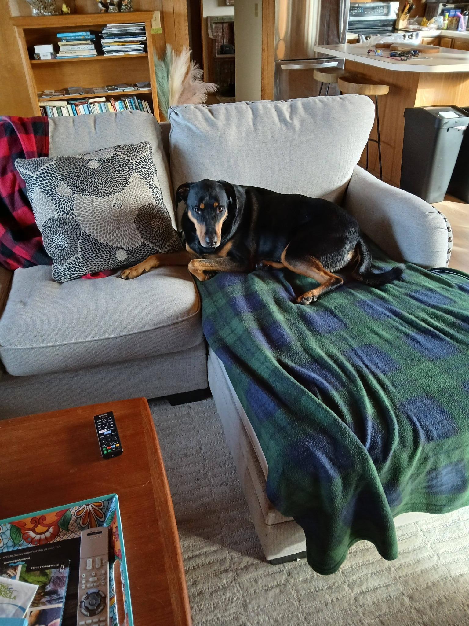 Love that this home is dog friendly.