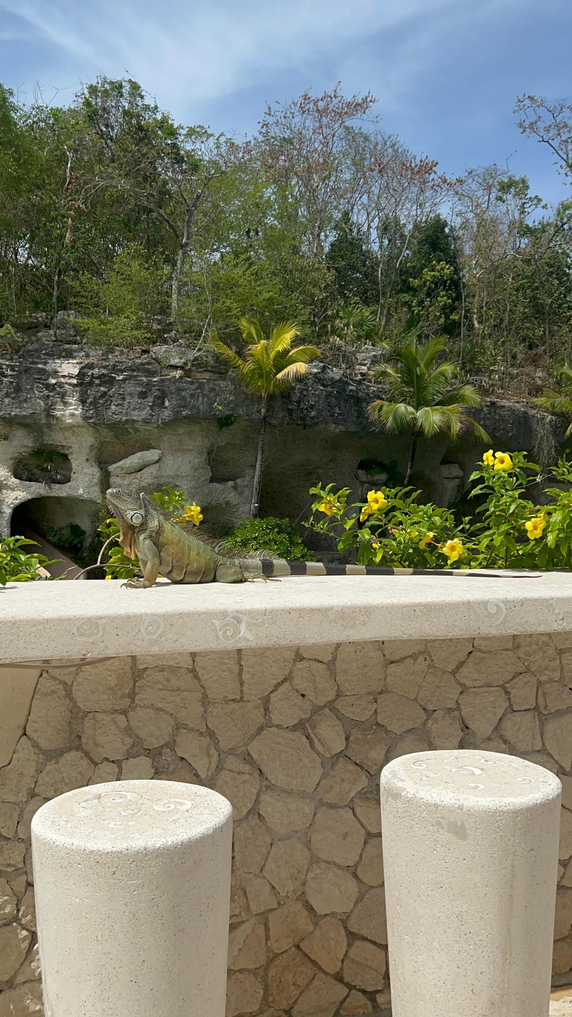 Iguanas all over the place. So beautiful. 