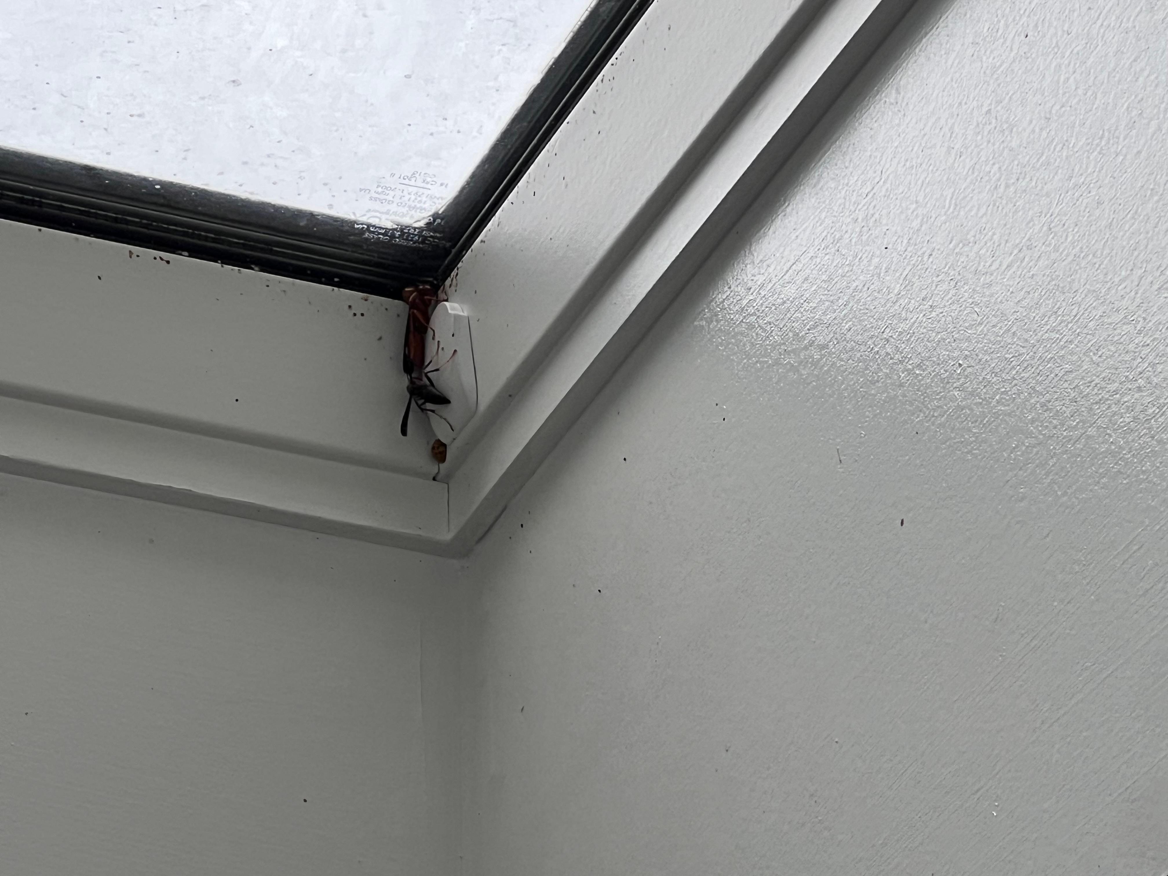 Wasps enjoying the skylight