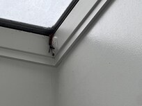 Wasps enjoying the skylight