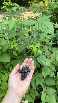 Black raspberry bushes right out front!