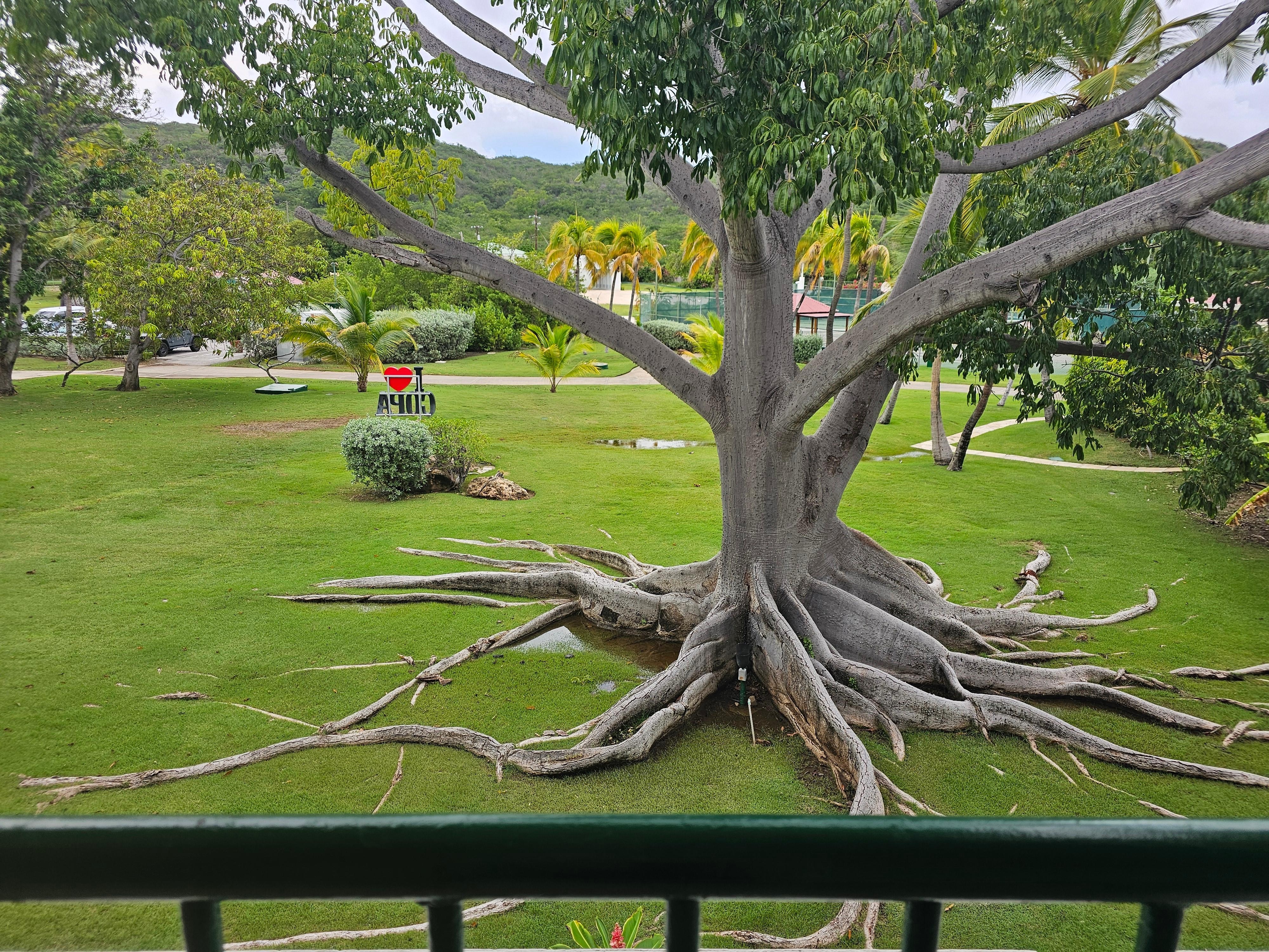 Árbol cerca del Spa