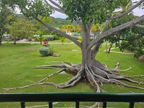 Árbol cerca del Spa